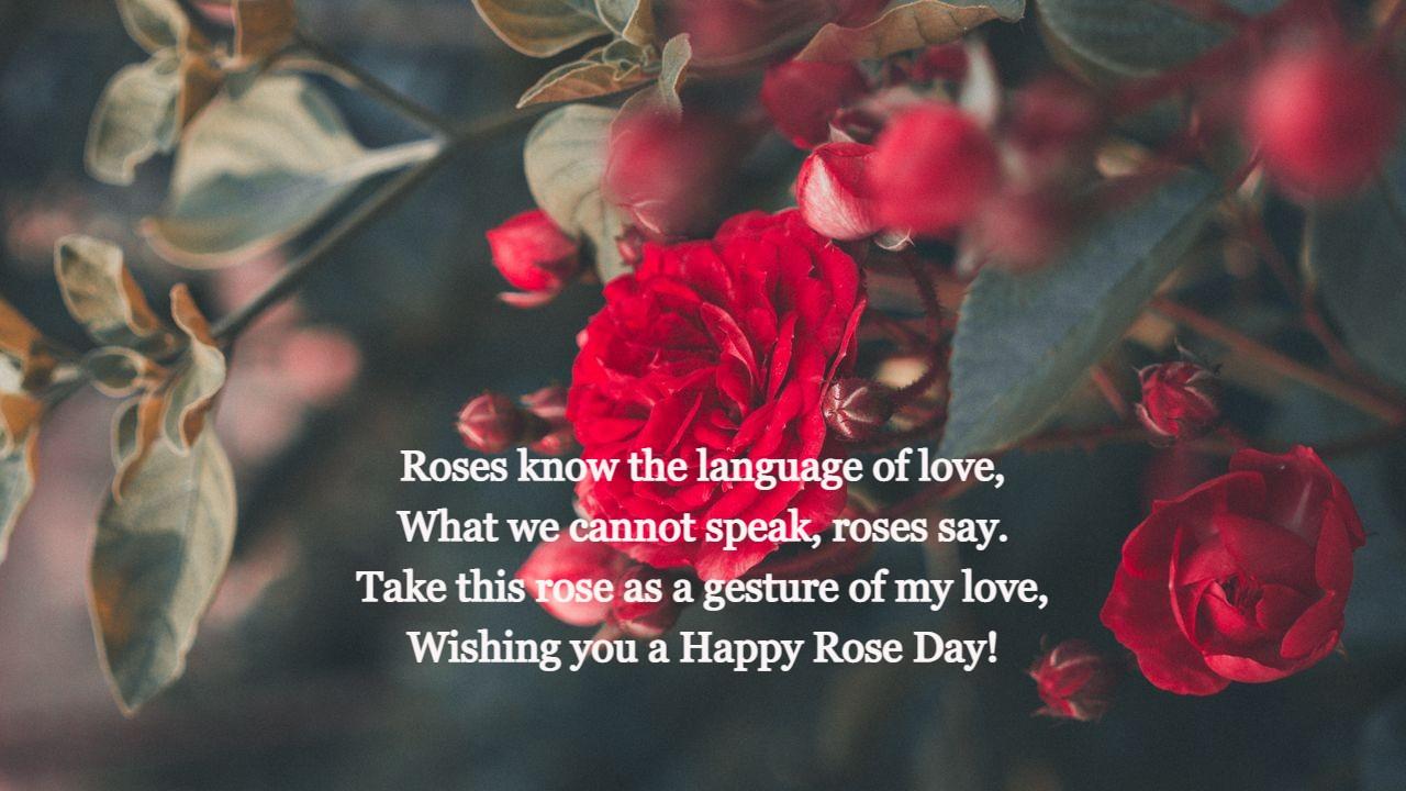 50+ Top Rose Day Images & Quotes to Kickstart Your Valentine's Week