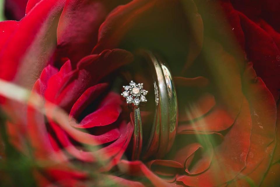 Engagement Ring Inside A Red Rose With Green Organza Ribbon Stock Photo,  Picture and Royalty Free Image. Image 12152179.