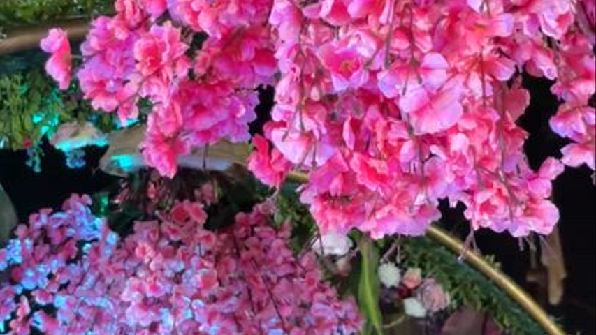 The Blooming Story