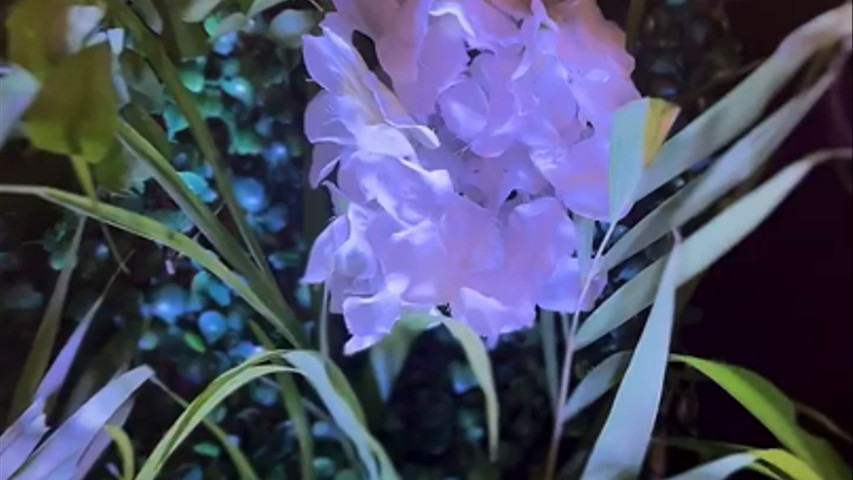 Wedding Flora, Jaipur