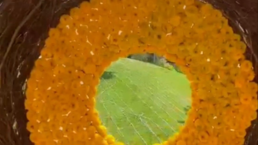 Haldi Ceremony