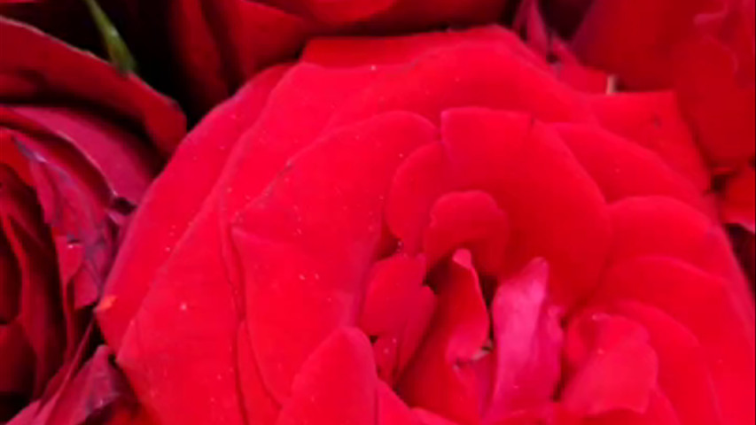 Beautiful & Elegant Bunch of Flowers