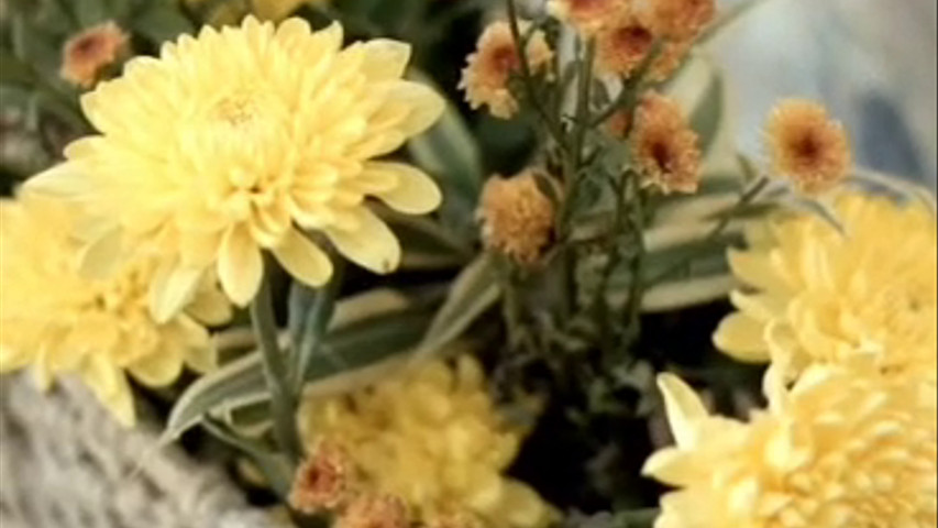 The Raj Palace Hotel