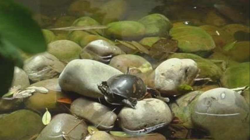 Tusker Trail Corbett