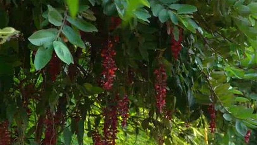 Corbett Tusker Trail Resort