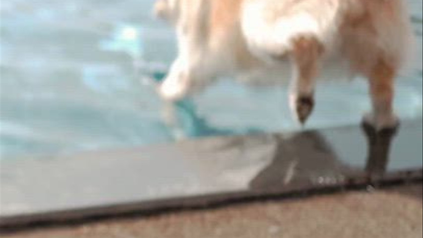 Pool party