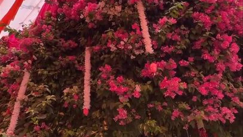 HALDI Decor