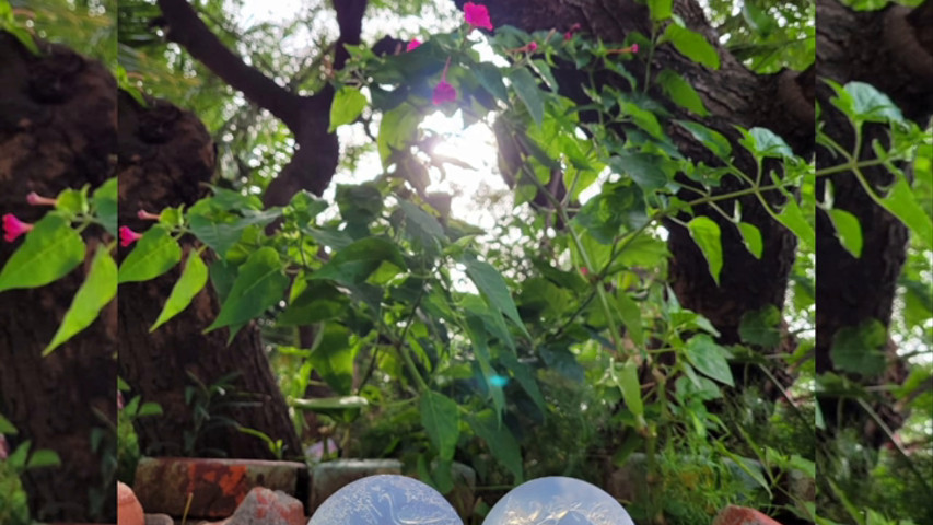 Love Soap by Trina