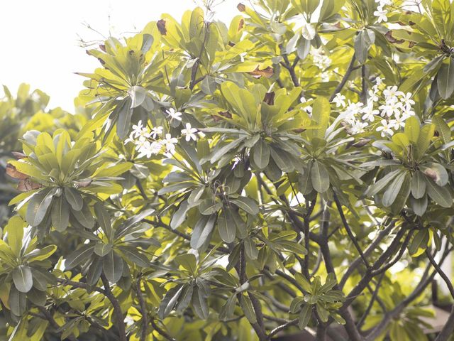 Sehaj and Shamsher's wedding in Chandigarh City, Chandigarh 8