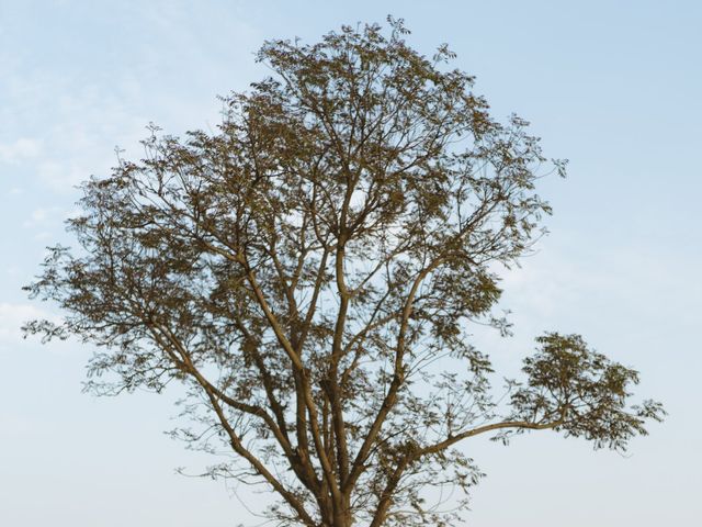 gurpinderkcheema and navi_aujla___'s wedding in Mohali, Chandigarh 10