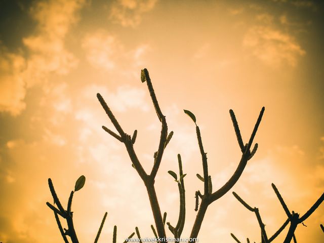 Trupthi and Anand's wedding in Bangalore, Karnataka 1