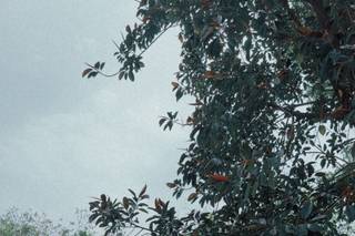 Pleasant Weddings - 8