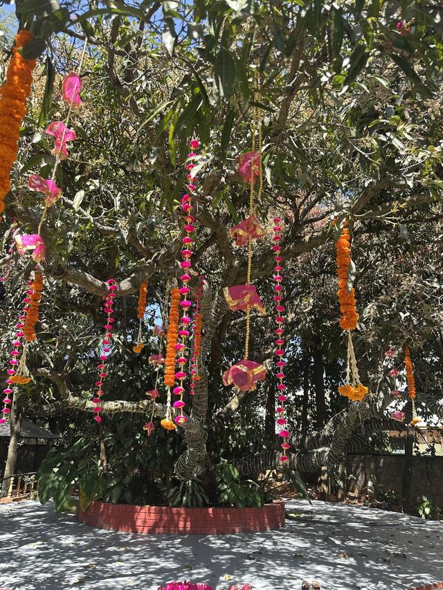 The Amore Collective - 4