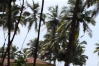 The Genda Story, Goa - 8