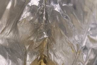 The Royal Reception - 6