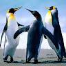 Yogesh