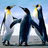 Yogesh