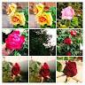Amit