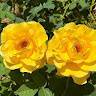 Annu