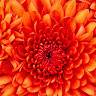 Shreya