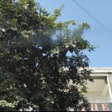 Sumant