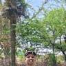 Dinesh