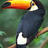 Ajay