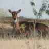 Mumal