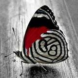 Usha