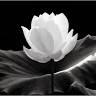 Shweta