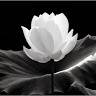 Shweta