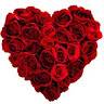 Shivani