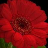Amresh