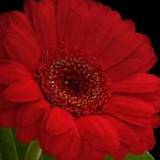 Amresh
