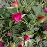 Anjan