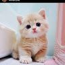 Humera