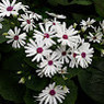 Himani