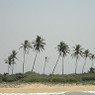 Hari