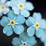 Shweta