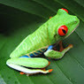 Nishant