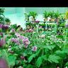 Shivani