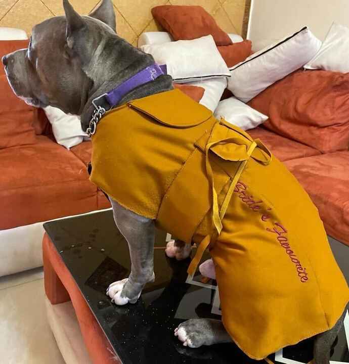 The Pawfect Wedding Hashtag!🐕😍 - 4