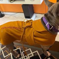 The Pawfect Wedding Hashtag!🐕😍 - 3