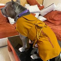 The Pawfect Wedding Hashtag!🐕😍 - 4