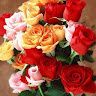 Sreemedha