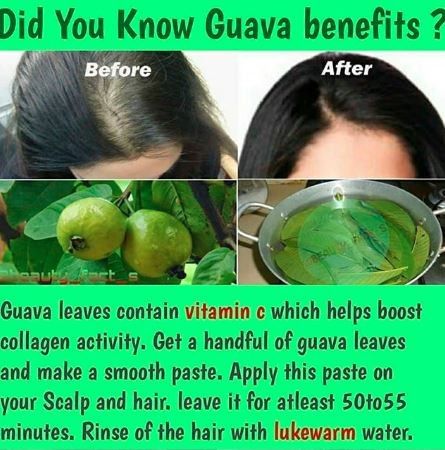 i can bet you would've never heard of this benefit of Guavas 1