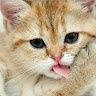 ANIL