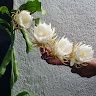 Archana