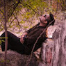 Ankit