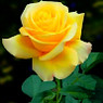 Arun